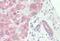 Sprouty RTK Signaling Antagonist 2 antibody, NBP2-13158, Novus Biologicals, Immunohistochemistry paraffin image 