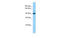 Lysine Demethylase 4C antibody, MBS536498, MyBioSource, Western Blot image 