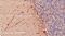 G Protein Subunit Alpha Q antibody, 42-414, ProSci, Immunohistochemistry paraffin image 