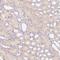 Basic Leucine Zipper ATF-Like Transcription Factor antibody, NBP2-49431, Novus Biologicals, Immunohistochemistry frozen image 