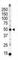 Protein Kinase C And Casein Kinase Substrate In Neurons 3 antibody, abx033866, Abbexa, Western Blot image 