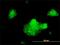 Syntaxin 5 antibody, H00006811-M01, Novus Biologicals, Immunofluorescence image 