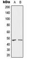 SH3 Domain Containing GRB2 Like, Endophilin B2 antibody, orb224110, Biorbyt, Western Blot image 