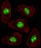 Nucleophosmin 1 antibody, A00450, Boster Biological Technology, Immunofluorescence image 