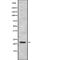 Interferon Alpha 16 antibody, abx216152, Abbexa, Western Blot image 