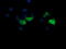 Mitogen-Activated Protein Kinase Kinase 3 antibody, LS-C174435, Lifespan Biosciences, Immunofluorescence image 