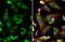 Collagen Type I Alpha 1 Chain antibody, GTX112731, GeneTex, Immunofluorescence image 