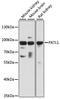 PAT1 Homolog 1, Processing Body MRNA Decay Factor antibody, LS-C748231, Lifespan Biosciences, Western Blot image 