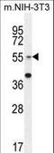 Glucosaminyl (N-Acetyl) Transferase 3, Mucin Type antibody, LS-B13949, Lifespan Biosciences, Western Blot image 