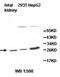 Isopentenyl-Diphosphate Delta Isomerase 2 antibody, orb77920, Biorbyt, Western Blot image 