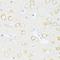 Caspase 8 antibody, LS-C746940, Lifespan Biosciences, Immunohistochemistry paraffin image 