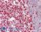 Minichromosome Maintenance Complex Component 2 antibody, LS-B10738, Lifespan Biosciences, Immunohistochemistry frozen image 