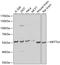 Methyltransferase Like 4 antibody, 23-835, ProSci, Western Blot image 