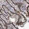 HEAT Repeat Containing 9 antibody, NBP1-81985, Novus Biologicals, Immunohistochemistry frozen image 