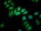 Crystallin Mu antibody, LS-C670697, Lifespan Biosciences, Immunofluorescence image 