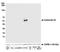 SRY-Box 10 antibody, A700-105, Bethyl Labs, Western Blot image 