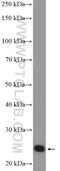 Proteasome Subunit Beta 4 antibody, 11029-1-AP, Proteintech Group, Western Blot image 