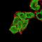 Glutamate Metabotropic Receptor 7 antibody, NBP2-61856, Novus Biologicals, Immunofluorescence image 