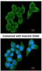 Cystatin S antibody, NBP1-32996, Novus Biologicals, Immunofluorescence image 