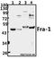 FOS Like 1, AP-1 Transcription Factor Subunit antibody, A03927, Boster Biological Technology, Western Blot image 