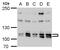 Cullin 4B antibody, GTX129298, GeneTex, Western Blot image 