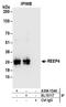 Receptor Accessory Protein 4 antibody, A304-154A, Bethyl Labs, Immunoprecipitation image 