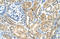 Transmembrane Protein 220 antibody, orb325153, Biorbyt, Immunohistochemistry paraffin image 