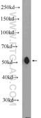 Major Facilitator Superfamily Domain Containing 10 antibody, 11518-1-AP, Proteintech Group, Enzyme Linked Immunosorbent Assay image 