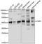 Twinfilin Actin Binding Protein 1 antibody, LS-C750276, Lifespan Biosciences, Western Blot image 