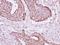 Acyl-CoA Thioesterase 9 antibody, NBP2-15872, Novus Biologicals, Immunohistochemistry paraffin image 