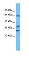 CASK Interacting Protein 2 antibody, orb327382, Biorbyt, Western Blot image 