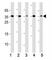 Dickkopf WNT Signaling Pathway Inhibitor 1 antibody, F53121-0.4ML, NSJ Bioreagents, Western Blot image 