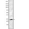 Eukaryotic Translation Elongation Factor 1 Beta 2 antibody, abx215076, Abbexa, Western Blot image 