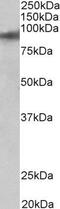 Zinc Finger Protein 652 antibody, PA5-37928, Invitrogen Antibodies, Western Blot image 