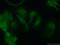 CCAAT Enhancer Binding Protein Gamma antibody, 12997-1-AP, Proteintech Group, Immunofluorescence image 