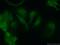CCAAT Enhancer Binding Protein Gamma antibody, 12997-1-AP, Proteintech Group, Immunofluorescence image 