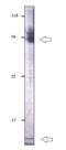 La Ribonucleoprotein Domain Family Member 7 antibody, GTX47884, GeneTex, Western Blot image 