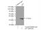 Annexin A1 antibody, 18346-1-AP, Proteintech Group, Immunoprecipitation image 