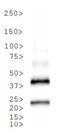 Tet Repressor antibody, NBP1-78424, Novus Biologicals, Western Blot image 