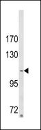 Sorbin And SH3 Domain Containing 2 antibody, LS-C156461, Lifespan Biosciences, Western Blot image 