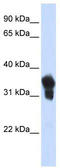 Max-like protein X antibody, TA333464, Origene, Western Blot image 