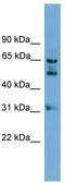 WD repeat-containing protein 16 antibody, TA340385, Origene, Western Blot image 