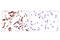 Lipolysis Stimulated Lipoprotein Receptor antibody, 14804T, Cell Signaling Technology, Immunohistochemistry paraffin image 