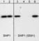 Protein Tyrosine Phosphatase Non-Receptor Type 6 antibody, SP1531, ECM Biosciences, Western Blot image 