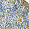 Glutaredoxin antibody, 19-582, ProSci, Immunohistochemistry paraffin image 