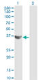 Cyclin G2 antibody, LS-C196834, Lifespan Biosciences, Western Blot image 