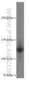 Cadherin 3 antibody, 66295-1-Ig, Proteintech Group, Western Blot image 