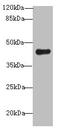 E3 ubiquitin-protein ligase RNF128 antibody, MBS7000489, MyBioSource, Western Blot image 