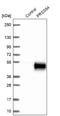 Serine Protease 54 antibody, NBP1-88043, Novus Biologicals, Western Blot image 
