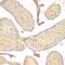 G Protein Subunit Alpha Q antibody, M00898, Boster Biological Technology, Immunohistochemistry paraffin image 